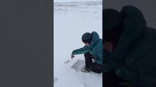 Snow strength measurements that determine caribou movement across N Alaska