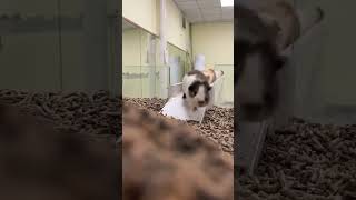 Epic Pet Fails: Guinea Pig Edition! #shorts