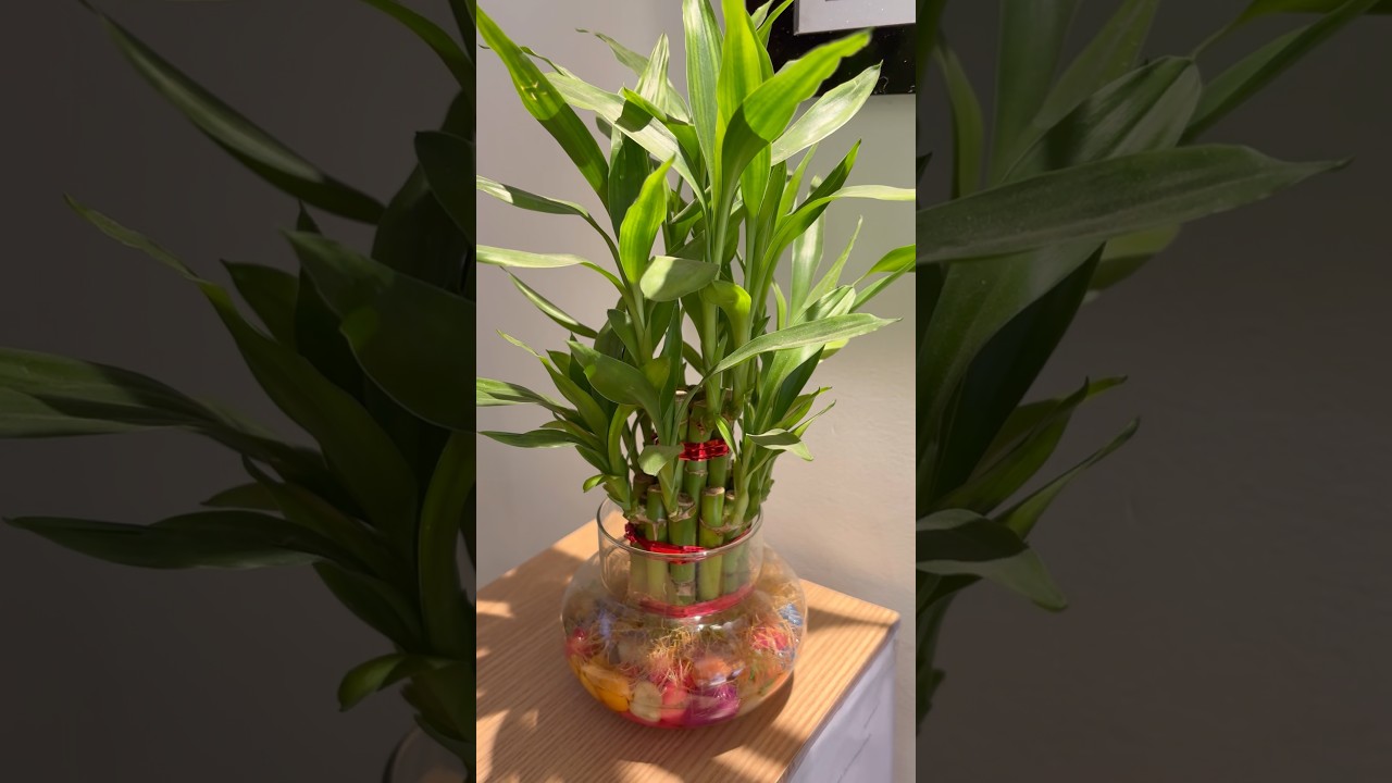 Best indoor plant only ₹99❤️￼ 