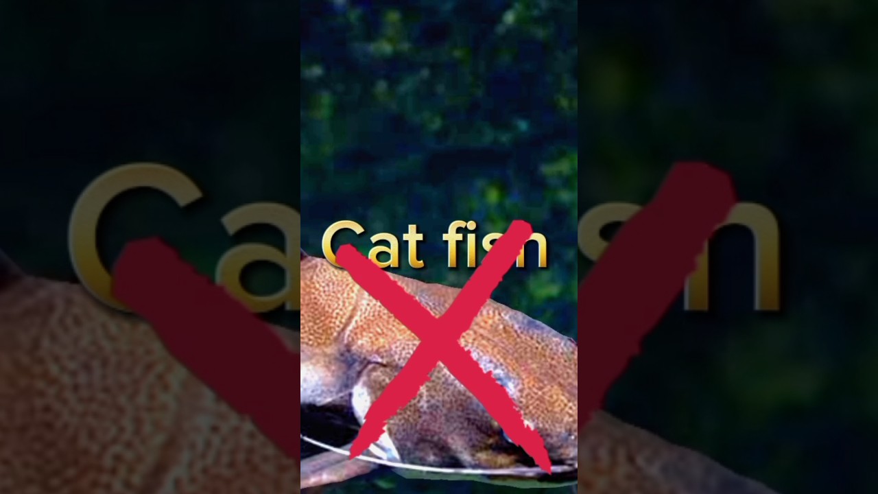 Top 5 haram fish in islam 