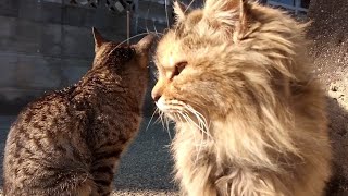 フワフワの茶トラ長毛猫をねこじゃすりで撫でる