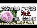 芍薬の花茶の凄まじい効果！肝臓回復して視力回復。芍薬を栽培しよう！