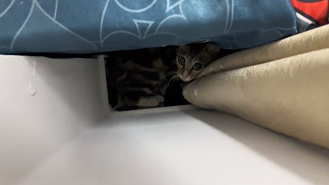 Вернувшись с работы, я обнаружил, что кошка родила двух котят у моей кровати