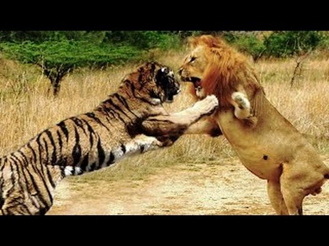 Lion vs Tiger Lion has the last laugh YouTube