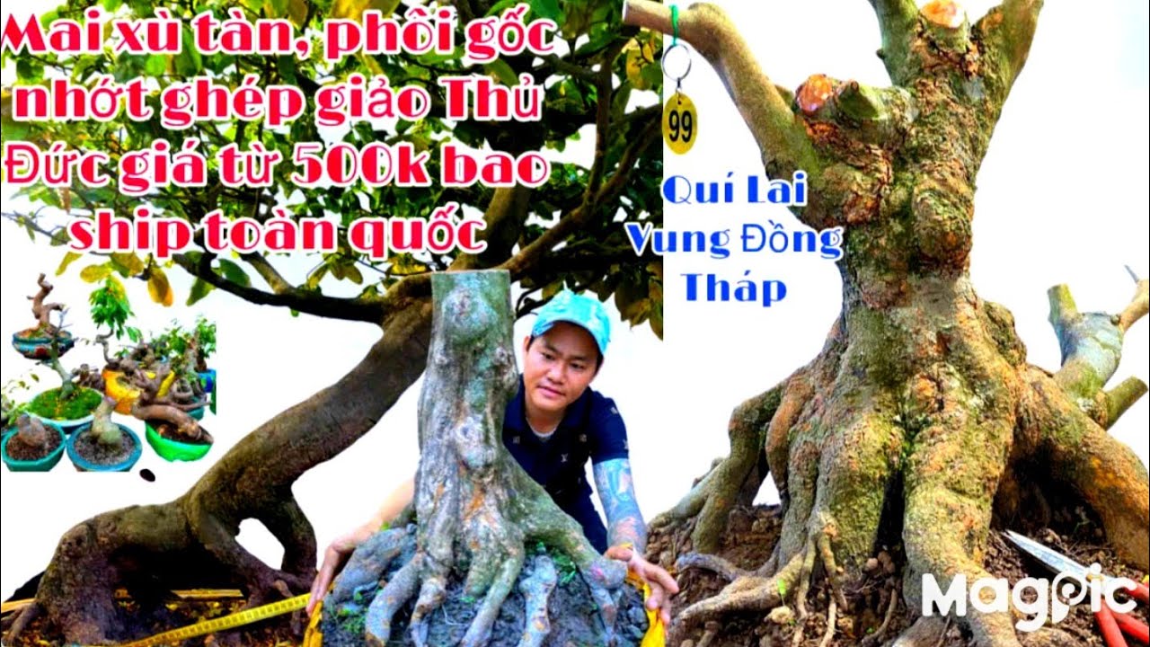 A Quí 👉 Zalo 0939606468💥 Gl mai xù, gốc nhớt ghép thủ Đức giá rẻ tại ĐT.