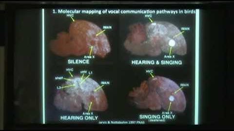 Brain Evolution: How Birds and Humans Learn to Sing and Talk by Dr. Erich Jarvis