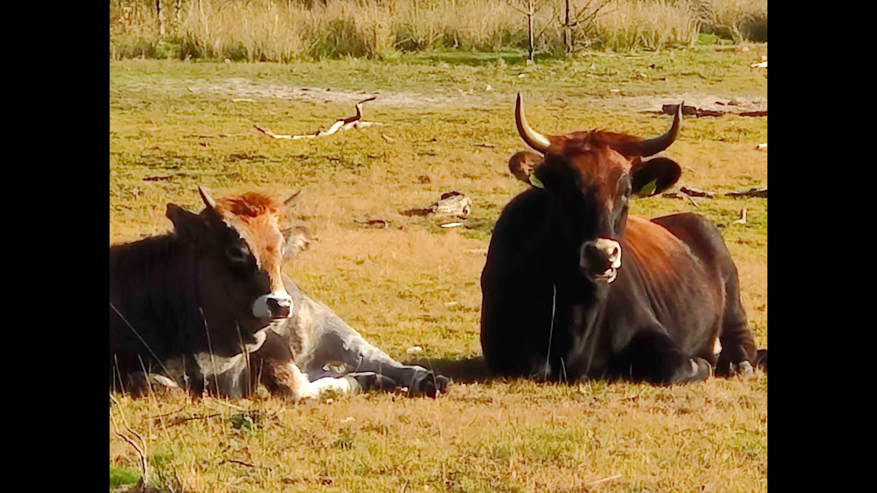 Puur Natuur 🌿 | 360° Viewpoint op het Ganzeven met Grazende Taurosen | Herperduin Maashorst