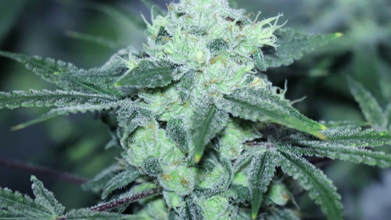 Harvesting 2x4 Trainwreck & BlackBerry Hammer