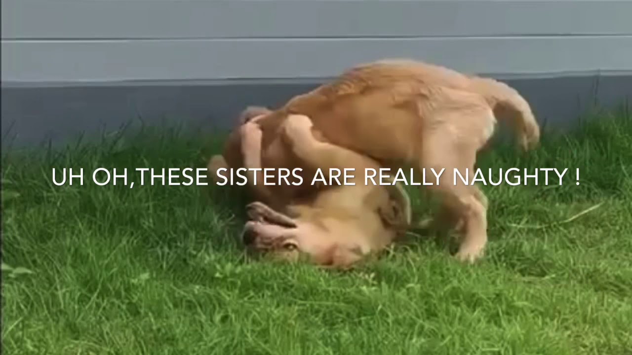 Twin Sister Golden Retrievers Pups Play Fighting - YouTube
