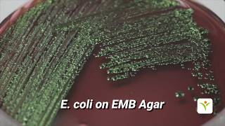 E. Coli on EMB Agar | TM Media