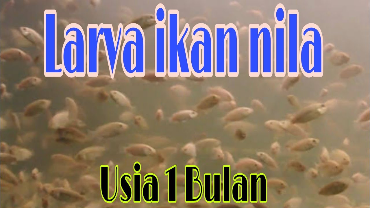 Larva ikan nila usia 1 bulan dan cara perawatan nya