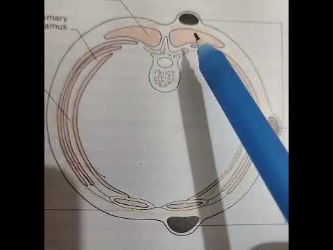 Clinical anatomy of thoracic wall  common sites of accumulation of tuberculous cold abscess