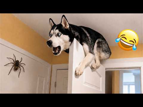 You Laugh You Lose 🤣 Funniest Cats and Dogs 2026 😹 — wrong place wrong time