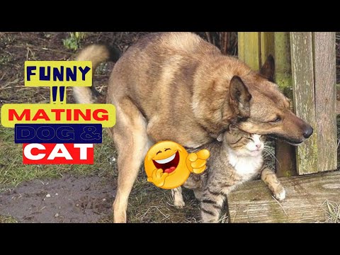 😂Try Not To Laugh Animals Video 2022 Cat And Dog MATING-BREEDING🐈️🐈️ #158| love animal |