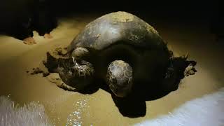 Healing Our Planet | Bangkaru Island Rangers