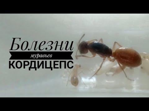 Заболевшие муравьи. Гриб кордицепс и муравей. Болезнь муравьёв кордицепс. Кордицепс муравей зомби. Болезнь муравьиная болезнь.