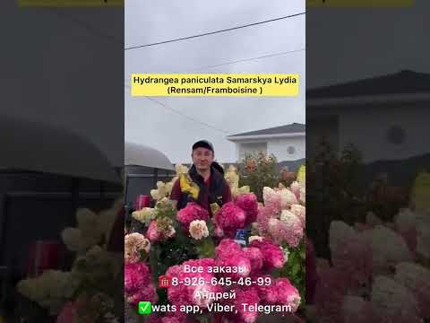 Video: Pink Garden Design - Vrtlarstvo s ružičastim biljkama