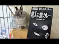 うさぎとまったりLIVE