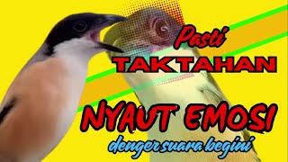PASTI TAK TAHAN CENDET MENDENGARNYA❗ PANCINGAN CENDET AGAR RAJIN BUNYI❗❗