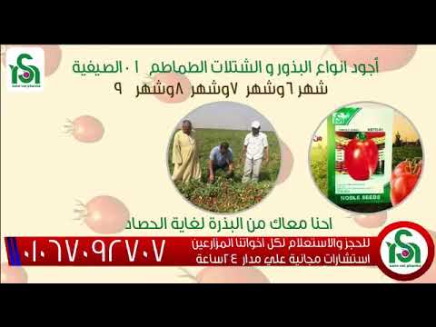 أفضل انواع بذور الطماطم فى مصر 01 الصيفيه من شهر يونيو لشهر سبتمبر