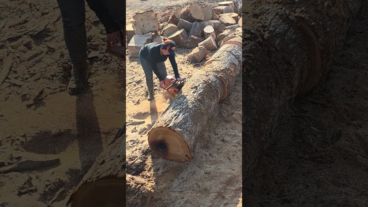 No Better Sound Than A 395xp Husqvarna Chainsaw ‼️ 