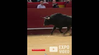 Espectacular Salida Toro Bravo