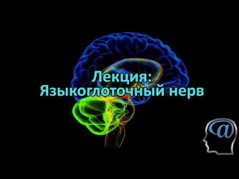 Языкоглоточный нерв. Лекция. Анатомия головного мозга