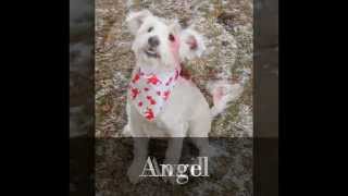Rochester Animal Services Adoptable Dogs