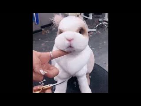 Видео: Сколько генотипов возможно по окрасу шерсти кроликов?