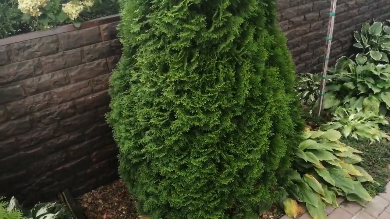 ХВОЙНАЯ КОЛЛЕКЦИЯ 2023. 4 серия.