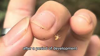 FUNDAMENTALS OF FOREST ENTOMOLOGY – FD20203 – MINI-DOCUMENTARY PROJECT –(OVERVIEW OF TERMITES)