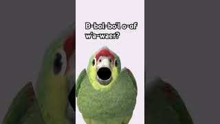 American vs British people roast battle #funny #popularaudios #parrot #cookie