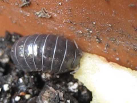 Pill Millipede Diet