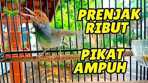 PANGGILAN SUARA PRENJAK KEPALA MERAH GACOR SUARA NGALUN ENAK COCOK UNTUK PIKAT/PANCINGAN