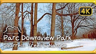 Downsview Park Toronto Canada  Squirrels Trees Nature Ambience  relaxing sound 4K study work sleep