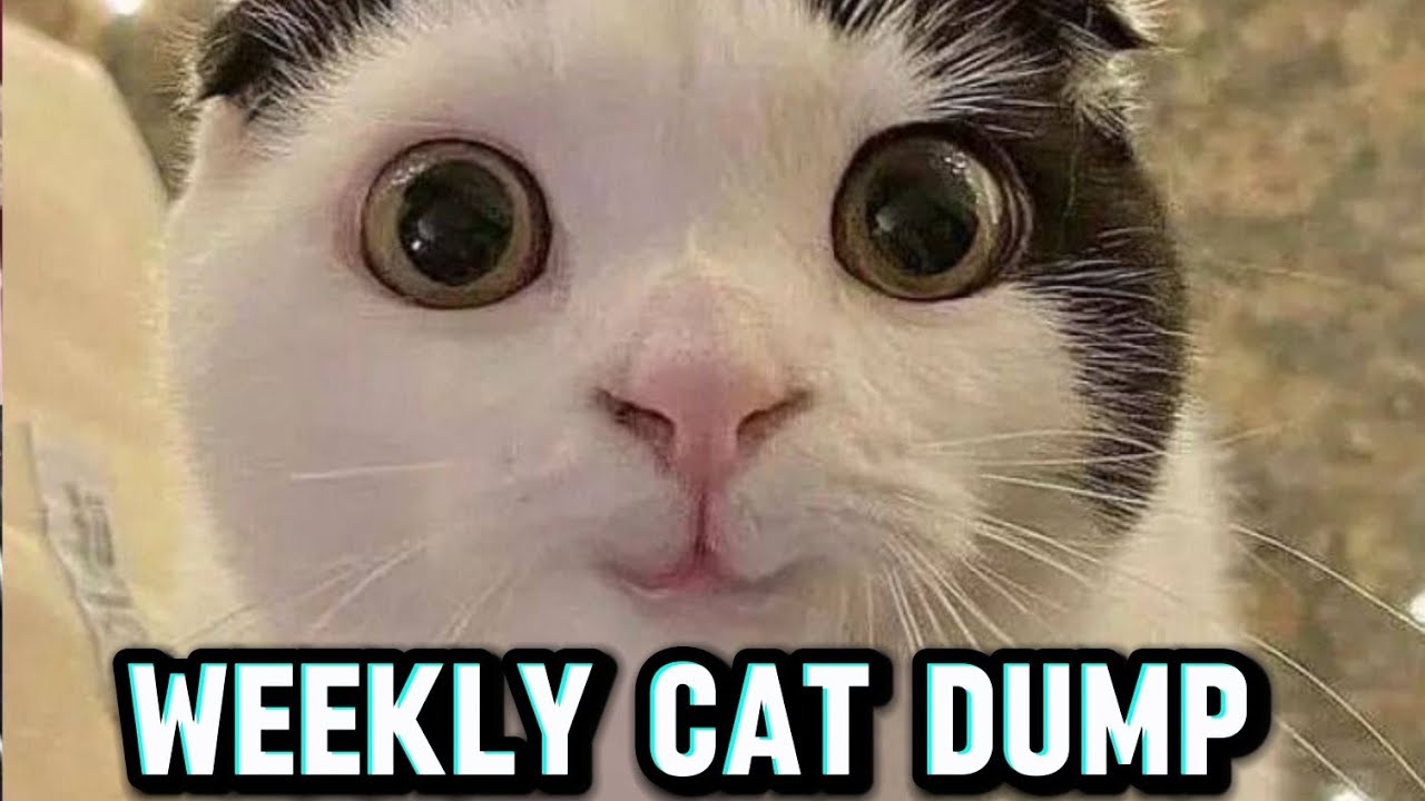 BEST FUNNY CATS of the Week 😗