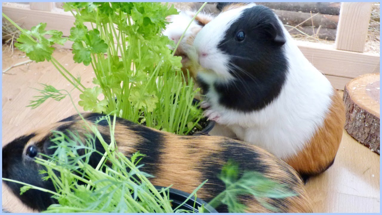 A Tiny Garden for the Guinea Pigs YouTube