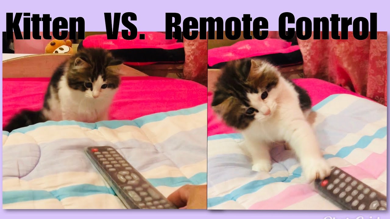 Kitten KOKO VS. Remote Control | MAINE COON Mix | Jen VLOG - YouTube