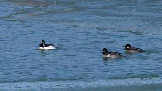 North American Bufflehead Ducks Dive As They Feed In An Icy Northern Usa Harbor On A Winter Day