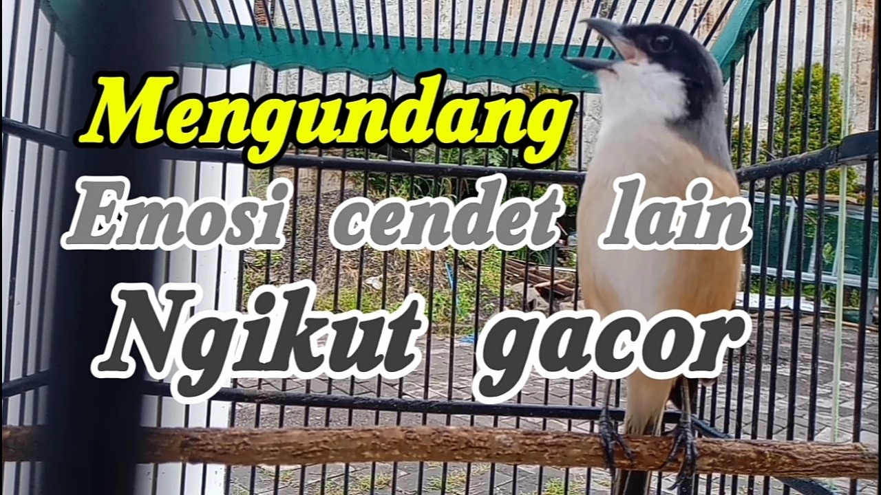 Pancingan mengundang cendet lain ikut bunyi