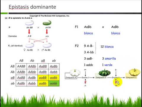 Epistasis simple dominante - YouTube