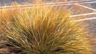 Download Lagu Anemanthele lessoniana (Stipa arundinacea) - New Zealand Wind Grass,Pheasant's-Tail Grass MP3
