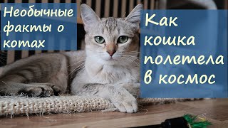 Как кошка полетела в космос