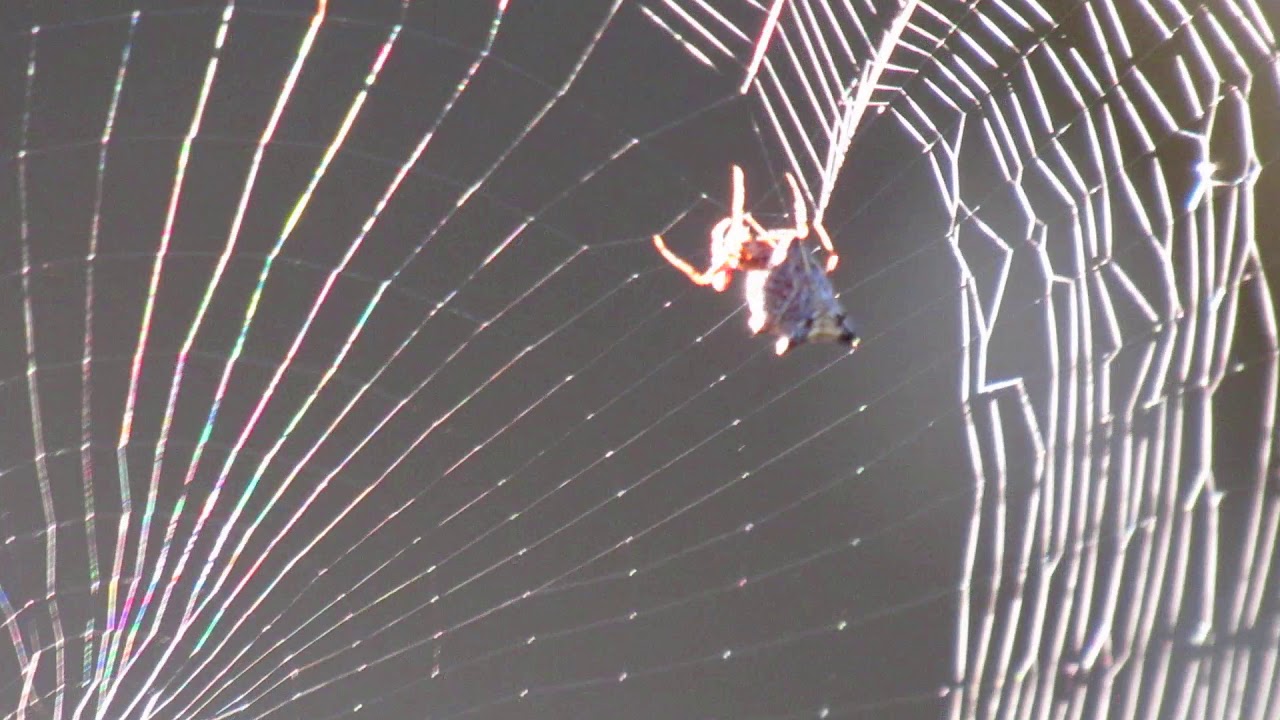 Spider Weaving Web