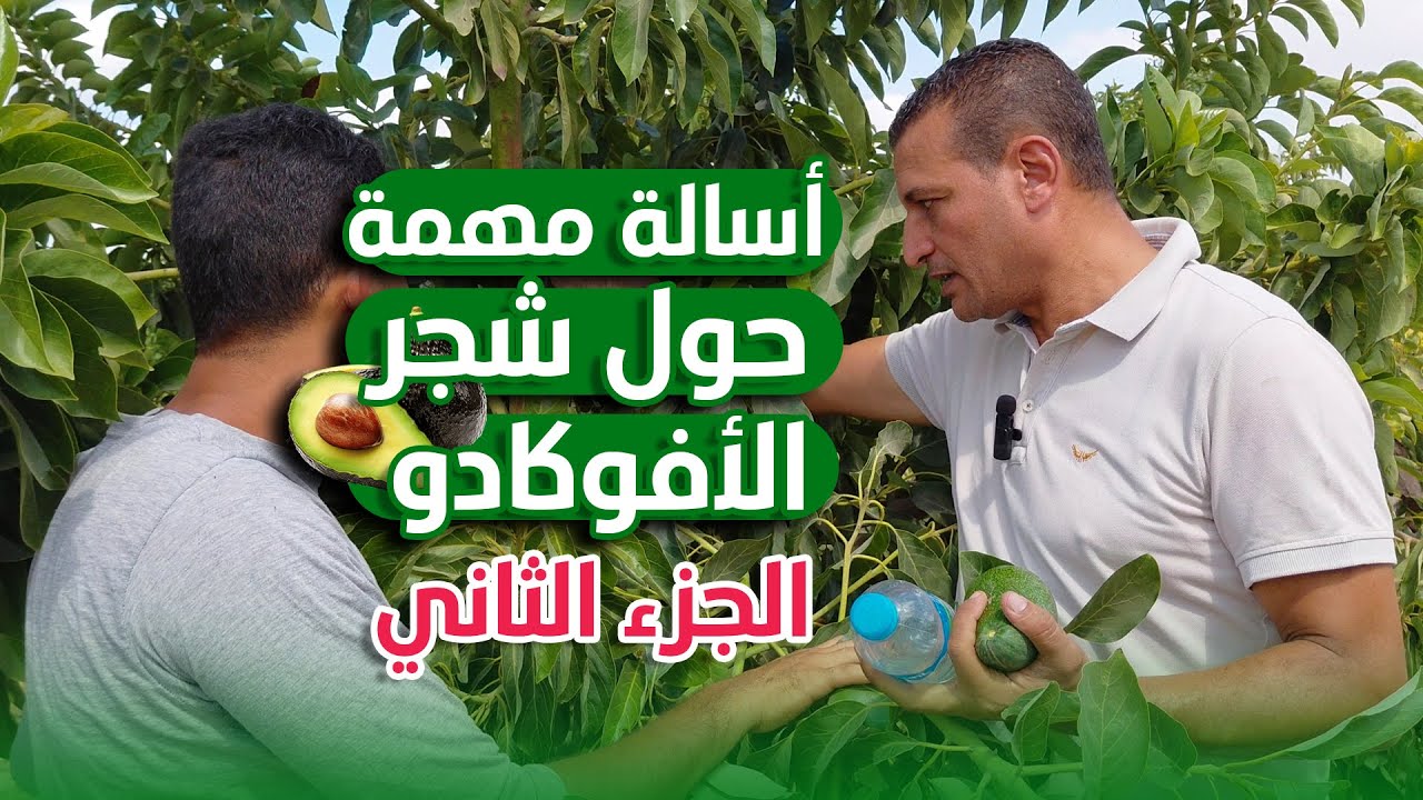 أسئلة وأجوبة في المزرعة عن زراعة الأفوكادو 🥑 - الجزء الثاني