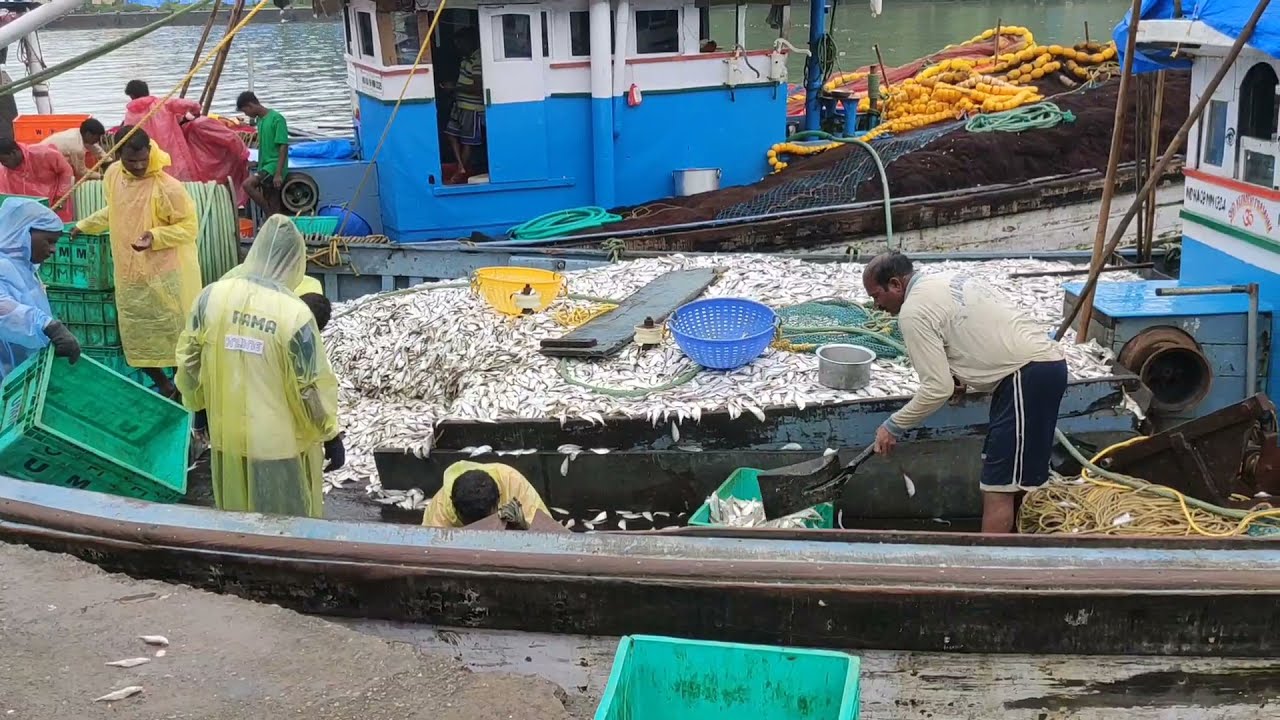 Persian Boat | Baithkol heavy Fishing today | Fishing in Karwar