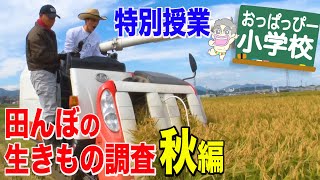特別授業「田んぼの生きもの調査」秋編