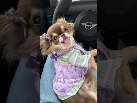 Chihuahua Outfits (the cutest!!!)