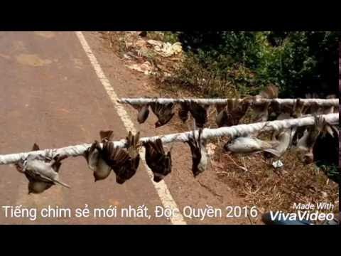 Tiếng chim sẻ víp, mới nhất  lh: 0968674536