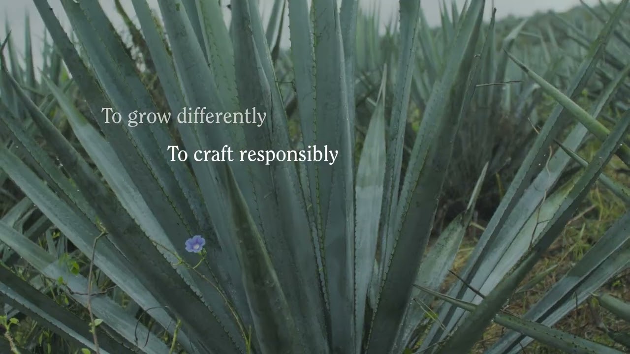 Torrente — Coming soon